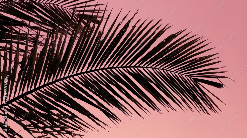 Obraz premium Palm Frond Shadow: Close-Up Silhouette Against Soft Pink Evening Sky in Wailea, Maui