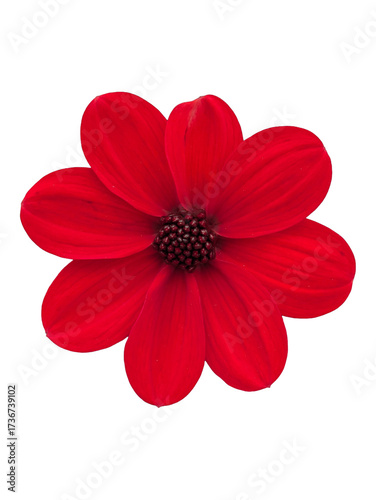 Iconic Red Dahlia Cutout: Single-bloom dahlia with black center, perfectly isolated, high-impact asset for modern branding and art.

