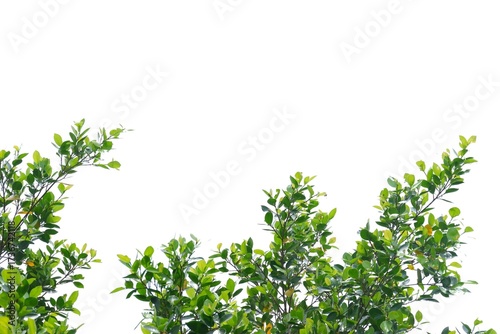 A tropical tree with leaves branches on white isolated background for green foliage backdrop