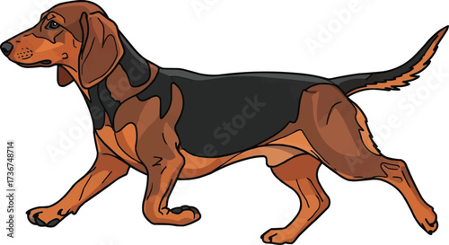 Alpine Dachsbracke dog trotting side view vector illustration
