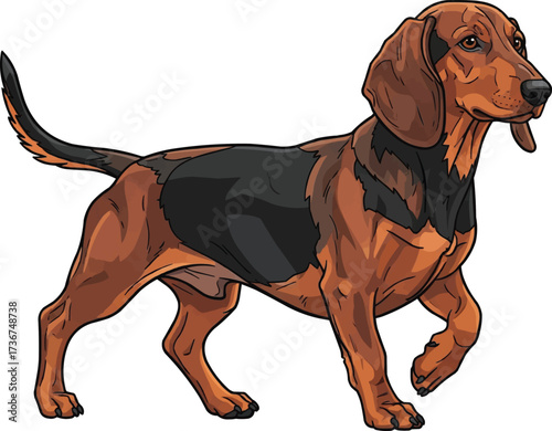 Alpine Dachsbracke dog walking pose side view vector illustration