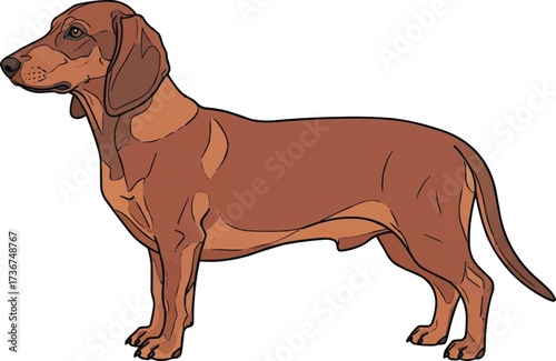 Alpine Dachsbracke dog standing side profile view vector illustration