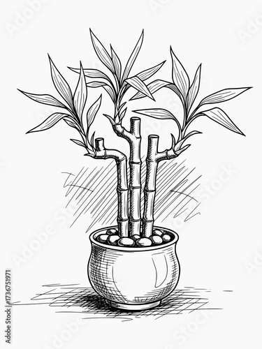 Lucky Bamboo Plant in Black and White Sketch Style - Vector Illustration for Botanical Decor and Design