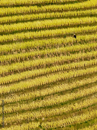  Scenic view of Longji Rice Terraces in Guangxi, China, with golden fields and morning mist enveloping distant hills