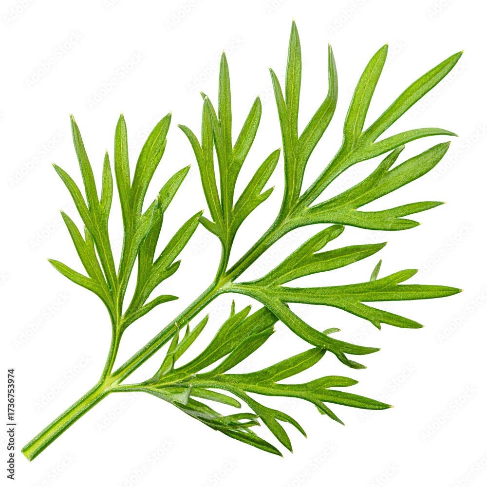 Fototapeta premium Delicate green fern frond against a stark on transparent background
