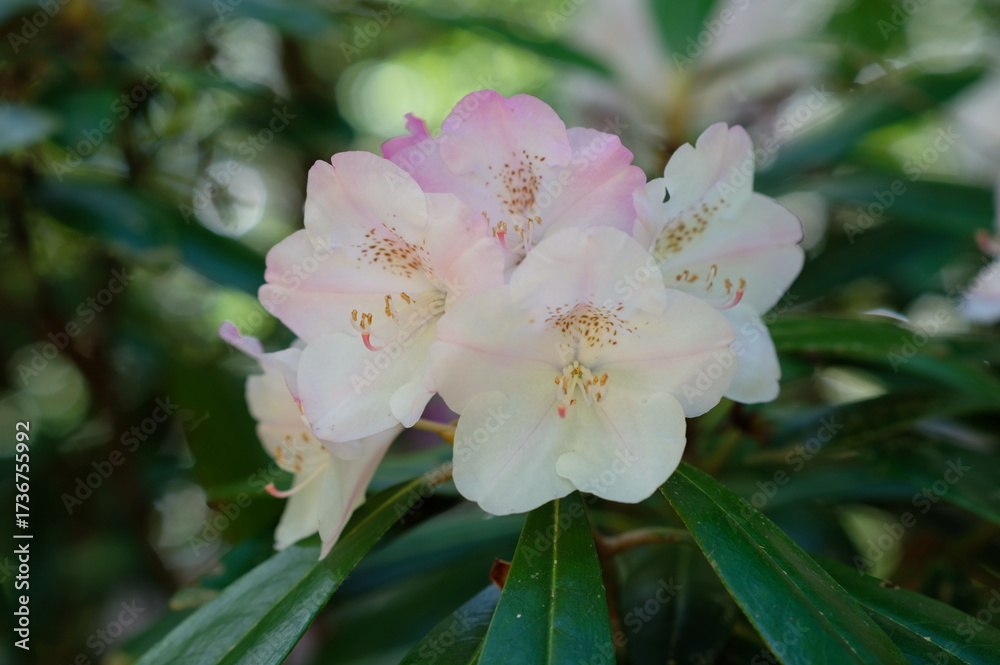 Obraz premium Rhododendron