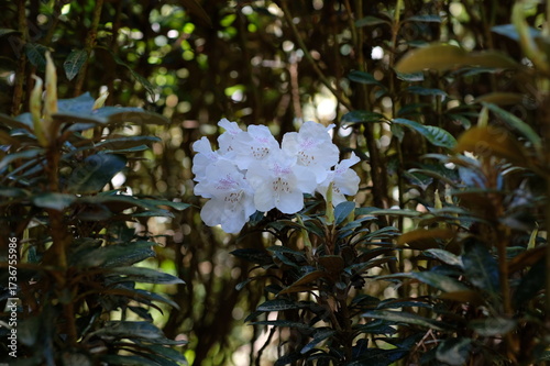 Rhododendron