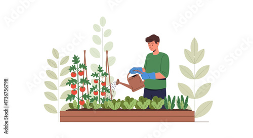 Man watering a vegetable garden with tomatoes organic food farming in vector illustration