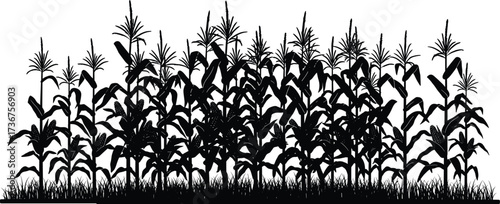 Cornfield silhouette illustration, dense stalks with tassels, agricultural landscape, black vector plants, farming scene, crop growth concept, rural field design