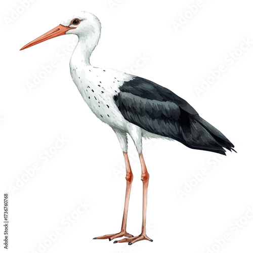 watercolor of Stilts, vector, isolated on a white background.