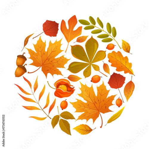 Cartoon autumn fallen leaves in round shape includes aspen leaves, birch, maple, pecan, oak, rowan, sassafras, willow, physalis etc. isolated on white background.