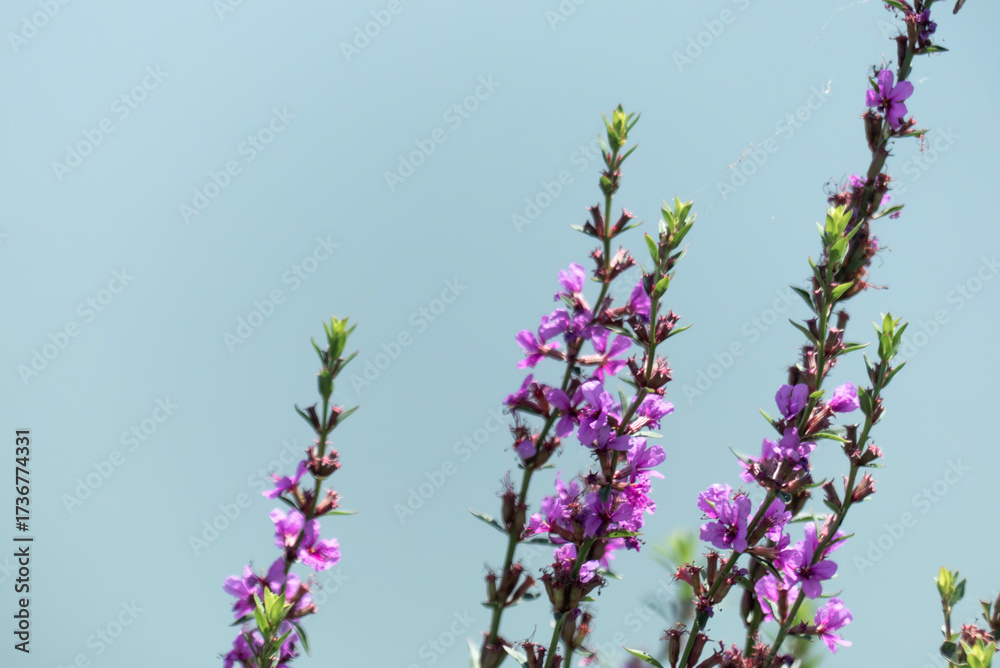 Fototapeta premium 湖畔を紫色に飾る美しいミソハギの花