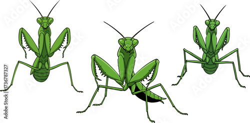 Three green praying mantises stand facing forward on a solid black background