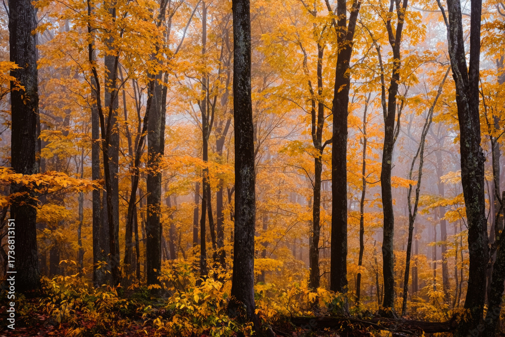 Obraz premium Autumn forest landscape with vibrant yellow foliage featuring tall trees and a misty atmosphere ideal for seasonal backgrounds and nature-themed designs