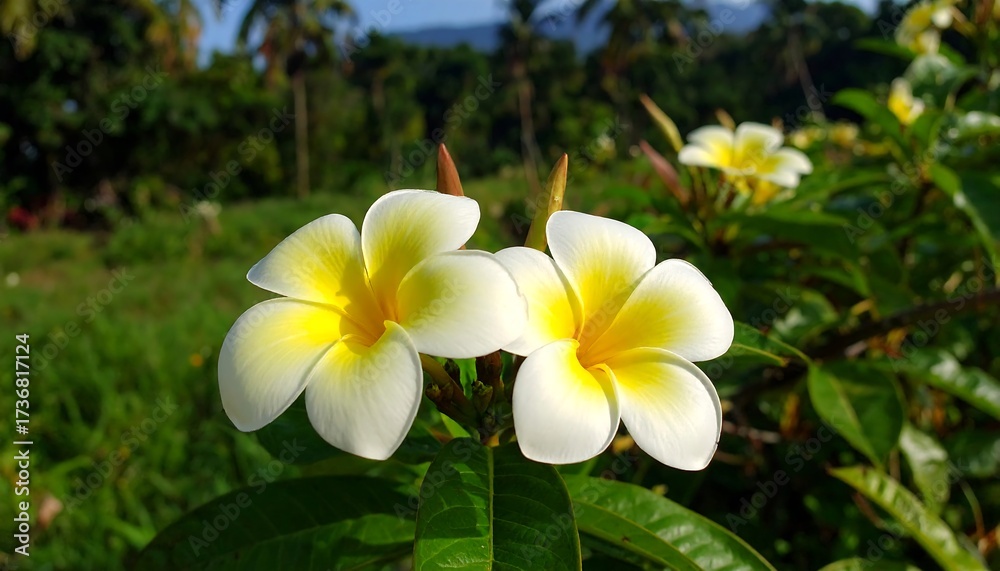 Naklejka premium Two beautiful plumeria flowers in a lush garden setting, showcasing delicate white petals with vibrant yellow centers.