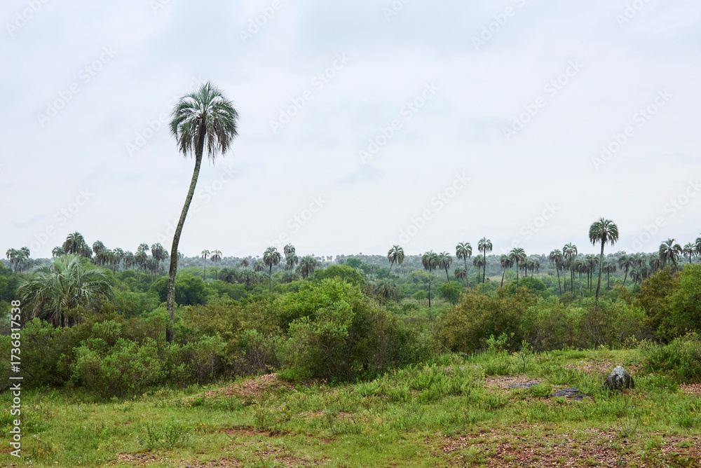 Obraz premium Tropical scenery in El Palmar National Park, Entre Rios, Argentina, a protected area where the endemic Butia yatay palm tree is found. Concepts: ecotourism, protection of ecosystems and their species