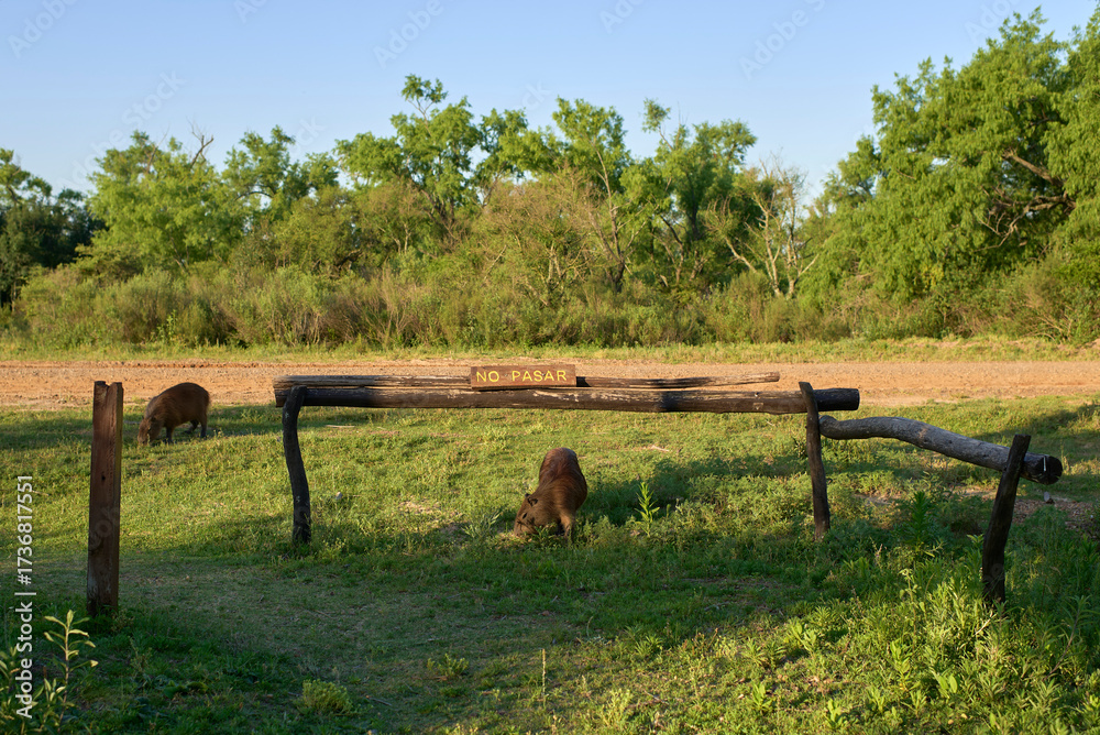 Obraz premium Capybaras, hydrochoerus hydrochaeris, and a No Trespassing sign. Concept: protection of fauna and respect for its spaces in protected natural areas. El Palmar National Park, Entre Rios, Argentina.