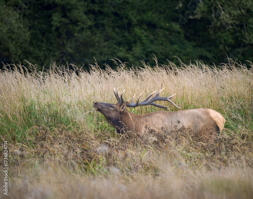 Bull Elk standing alone