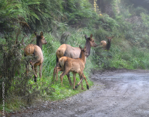 Harem of Elk Cows and a Calf