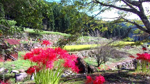 flowers at countryside