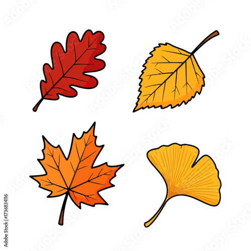 Collection four colorful autumn leaves including oak, birch, maple, and ginkgo
