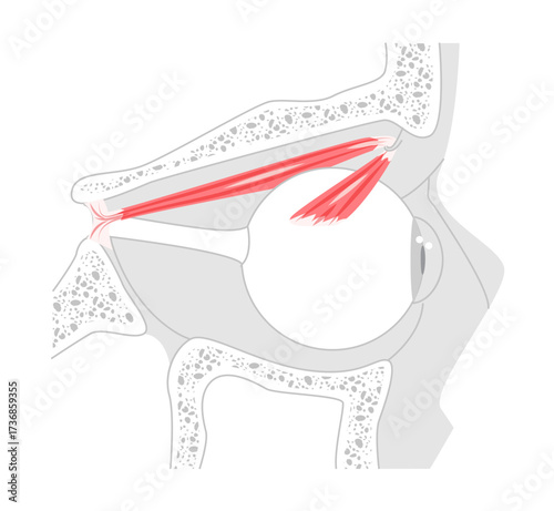 Superior oblique - Human eye muscle diagram illustrating intorsion, depression, and outward movement of the eye, important for anatomical learning.