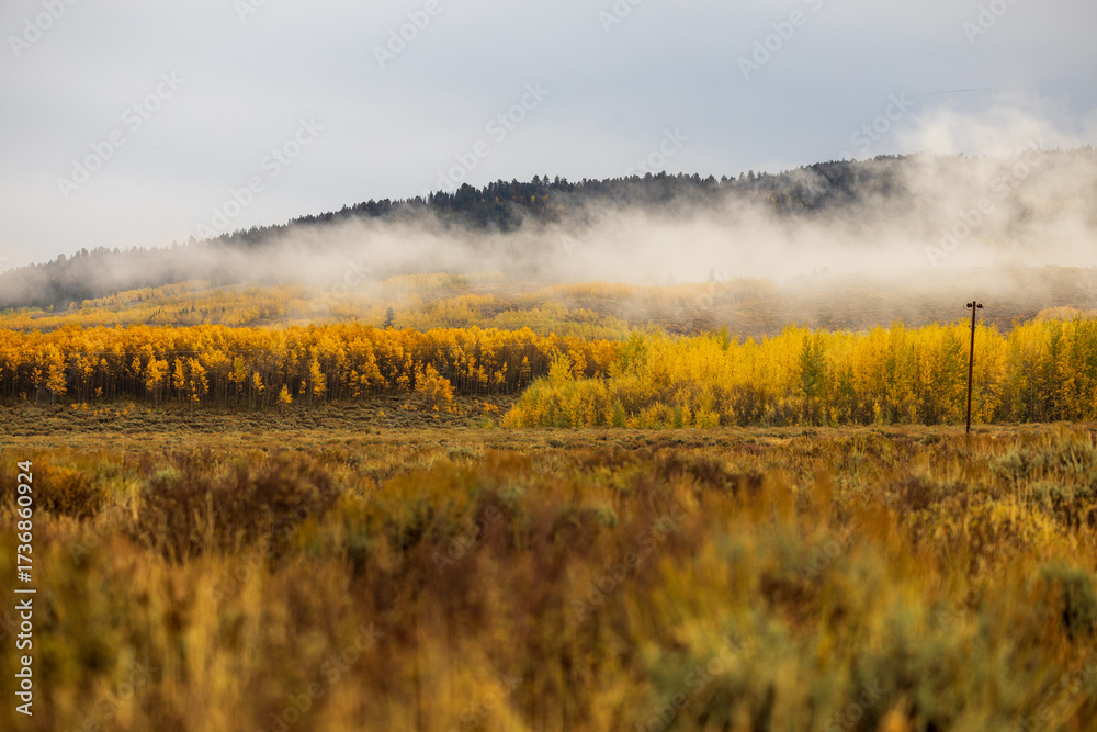 Fototapeta premium autumn forest in the fog