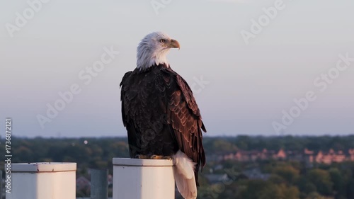 Bald eagle sitting on the top of cellular tower. Aerial drone view at sunset. American history symbol