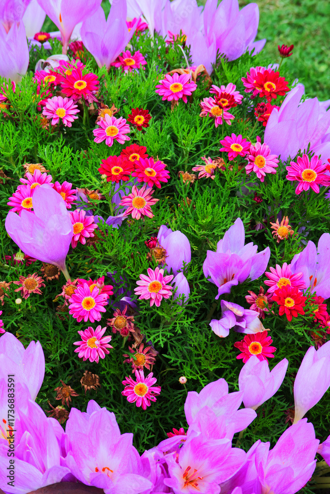 Fototapeta premium colorful autumn crocus, meadow saffron, naked boys or naked ladies (Colchicum autumnale)