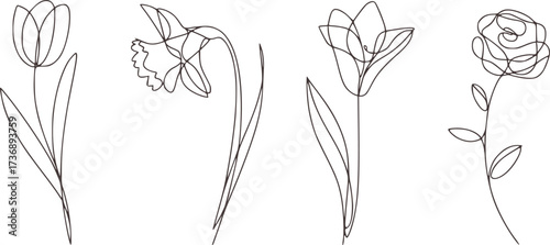 Single line drawing of tulip daffodil and rose flower botanical
