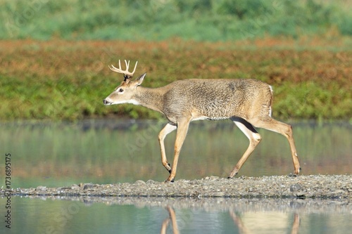 Deer walks toward water.