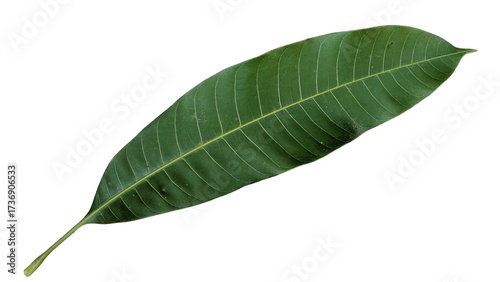 Close-up of vibrant green mango leaf on a clear background, symbolizing health, nature, and the tropics.