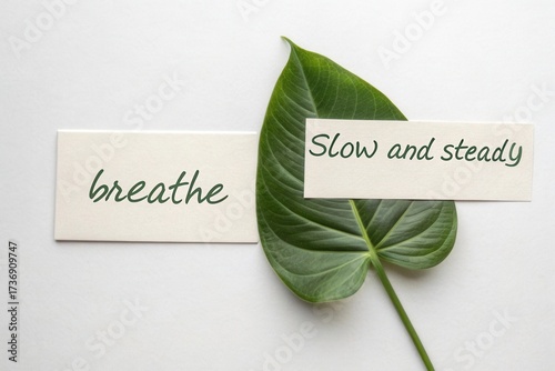 A green leaf with breathe and slow and still text on white background