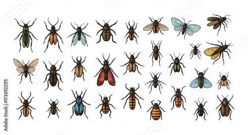 Illustration of various insects including beetles flies and moths arranged on a white background space