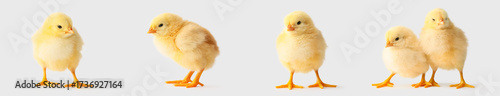 Set of cute chicks on light...