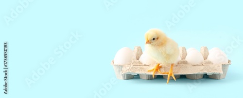 Cute little chick and eggs ...