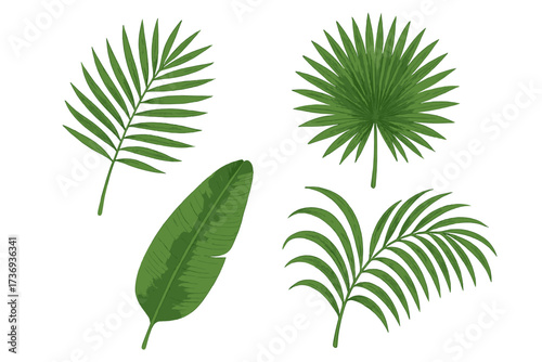 Vector set of isolated tropical leaves. Realistic green jungle foliage collection with palm, fan palm, banana leaf. Botanical summer nature design element for exotic paradise themes.