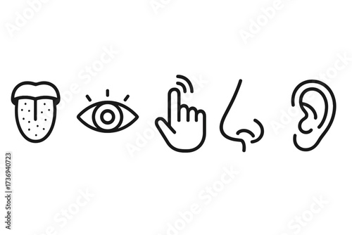 Five human senses icon set. Taste, sight, touch, smell, and hearing vector illustrations. Sensory perception organs: tongue, eye, finger, nose, and ear. Minimalist line pictogram.