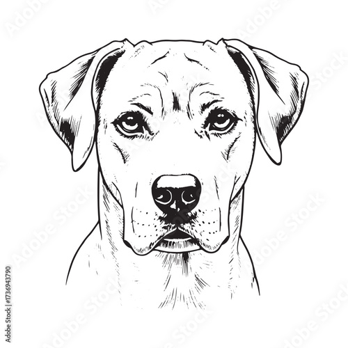 Black and White Line Drawing of a Dog's Face canine