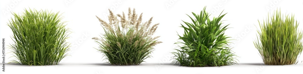 Fototapeta premium Four varieties of ornamental grasses displayed against a white background