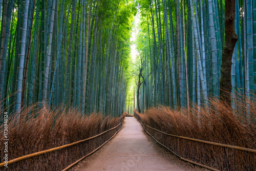 Bamboo forest in Arashiyama near Kyoto.Japan