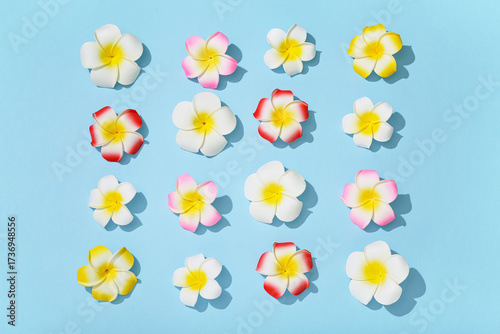 Beautiful plumeria flowers ...