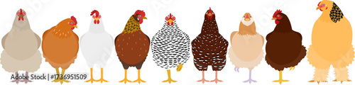 colourful chickens in a row