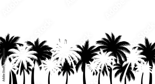 Black and white palm trees silhouette landscape for tropical background