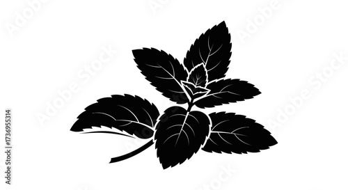 Elegant black and white graphic of fresh mint leaves against a blank background