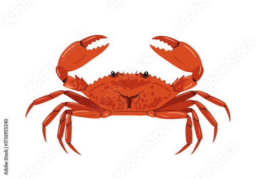 Red crab with large claws and many legs suitable for marine life, seafood, nature, animal behavior, or oceanthemed designs.