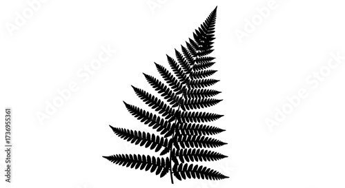 Elegant Black Fern Silhouette Isolated on a Clean White Backdrop