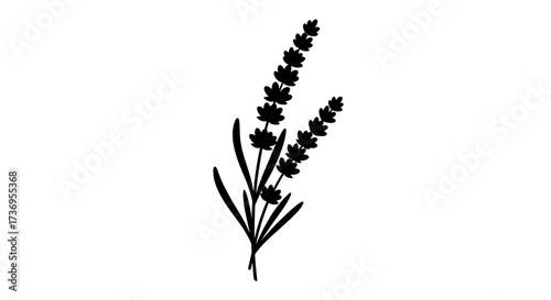 Elegant black lavender sprigs illustration on isolated white background