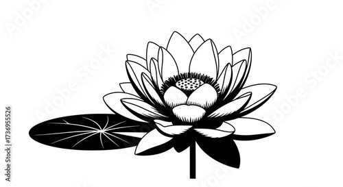 Elegant lotus flower illustration with leaf in black and white contrast