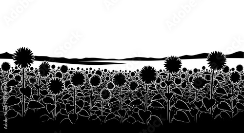 Monochrome panorama of a sunflower field with mountains in the distance